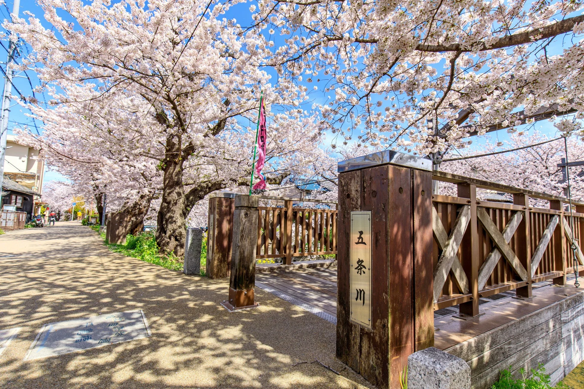 五条川の桜並木