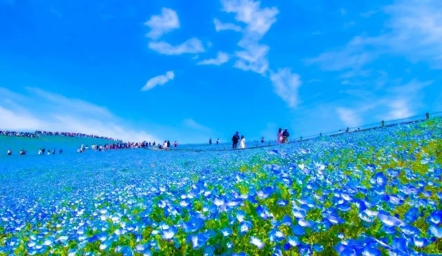 青いネモフィラの花が広がる丘に多くの人々が訪れている美しい風景です。鮮やかな青い花と青空が広がり、開放的で爽やかな印象を与えます。