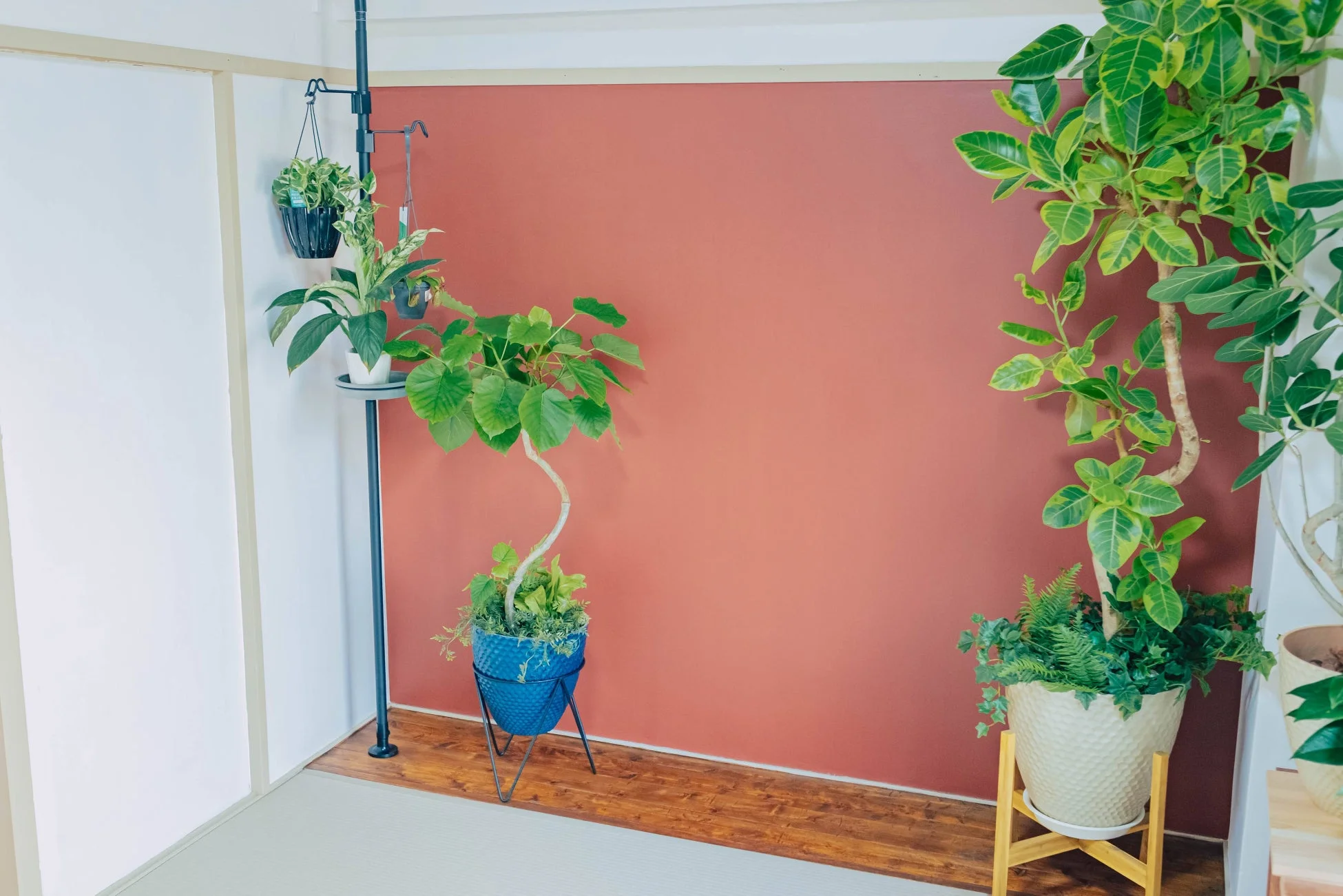 赤茶色のアクセントウォールが印象的な和モダンな部屋に、様々な種類の観葉植物が美しく配置されています