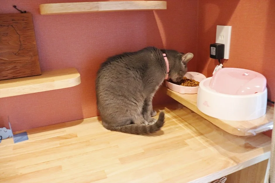 食事中の猫