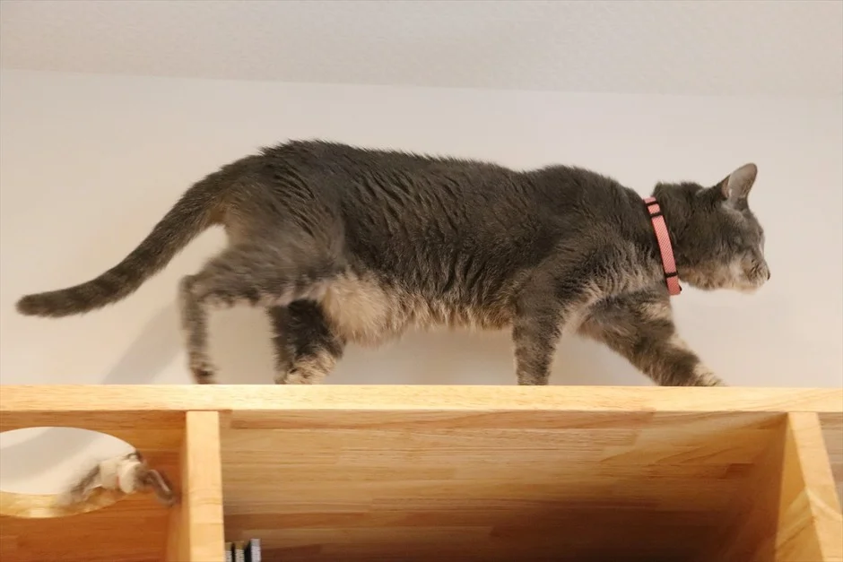 キャットウォークを歩く猫
