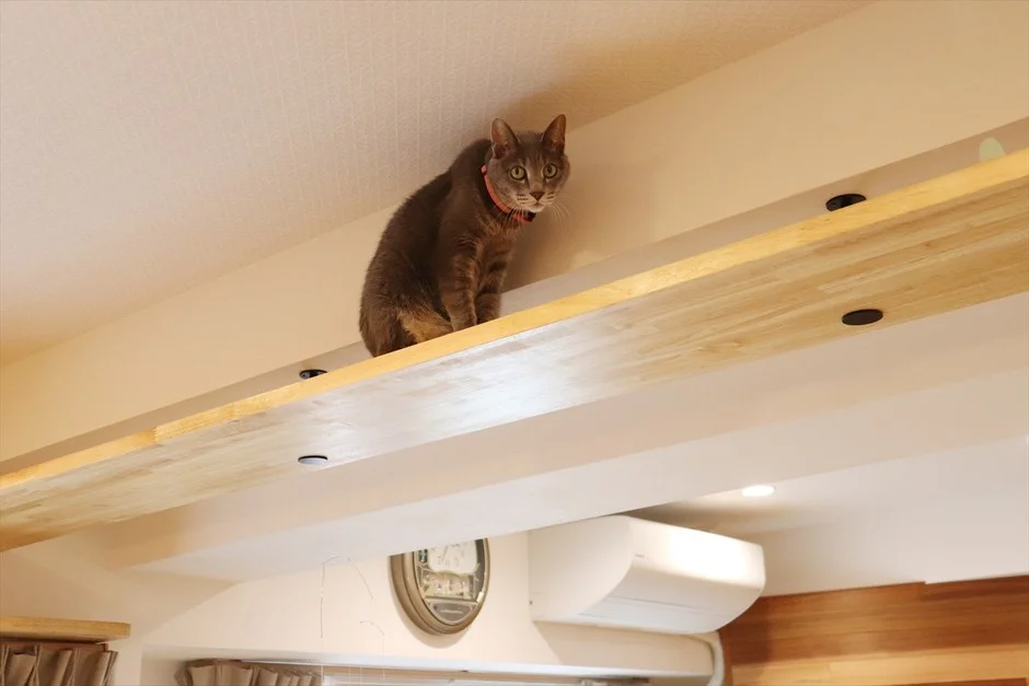 高い場所から見下ろす猫